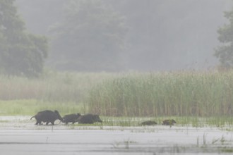The pack of wild boar (Sus scrofa) has quickly crossed the pond and moves into a nearby reed belt,