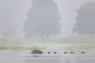 The wild boar (Sus scrofa) has no regard for the depth of the water, the young boar must follow it