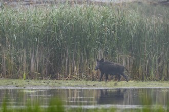 Wild boar (Sus scrofa) in front of a reed belt, water, Germany