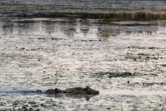 At dusk, wild boars (Sus scrofa) become active, and water does not prevent them from reaching their