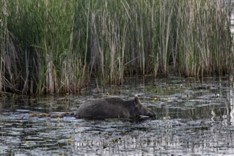 Swimming is not a problem for young animals (Sus scrofa), much more dangerous is the rapid cooling