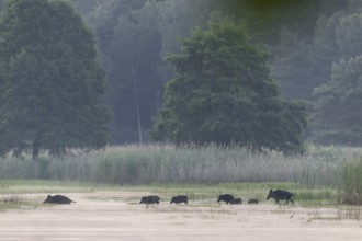 A herd of wild boar (Sus scrofa), consisting of bucks, ruffians and young boars, crosses a pond in