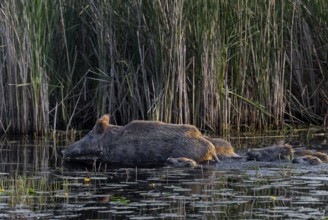While the wild boar (Sus scrofa) already has solid ground under its shells, the young boar still
