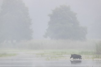 Suddenly a wild boar (Sus scrofa) emerges from the reed belt, water, swimming, fog, mystical,