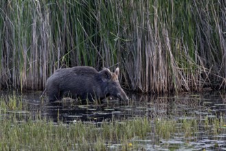 While the wild boar (Sus scrofa) still has solid ground under its shells, the young boar have to