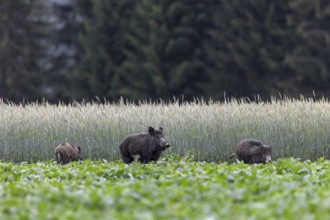 The slightest noise prompts the wild boar (Sus scrofa) to look attentively and a few seconds later