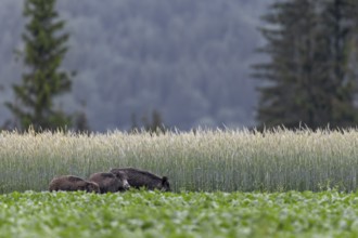 During our holiday in Slovakia, we can observe this wild boar (Sus scrofa) with its young in a beet