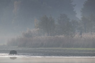 The blue morning light has given way to the orange-yellow colours of the morning sun as the wild