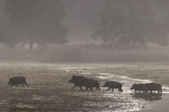 After the herd has crossed the stream, the wild boar (Sus scrofa) takes the lead again, morning