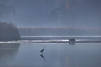 A wild boar (Sus scrofa) purposefully crosses a muddy area, while the herd still remains in front