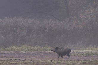 A wild boar (Sus scrofa) is looking attentively towards the opposite reed belt, morning mist,