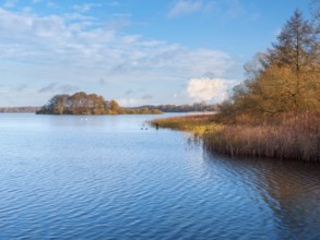 View of Schaalsee with island in autumn, reeds and trees in autumn colors, Schaalsee Biosphere