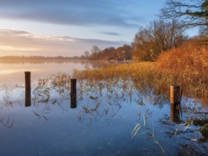 Posts and reeds in Schaalsee in the first morning light, reeds in autumn colors, Schaalsee