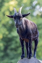Pygmy goat (Capra aegagrus hircus), shiny black coat, climbing on the trunk of a felled birch tree