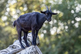 Pygmy goat (Capra aegagrus hircus), shiny black coat, climbing on the trunk of a felled birch tree