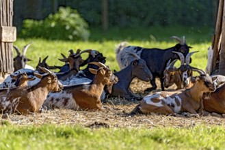 Pygmy goats (Capra aegagrus hircus) resting on straw in front of their stable, in the evening in