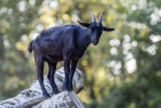 Pygmy goat (Capra aegagrus hircus), shiny black coat, climbing on the trunk of a felled birch tree