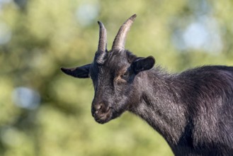 Pygmy goat (Capra aegagrus hircus), shiny black coat, looking down from above, animal portrait,