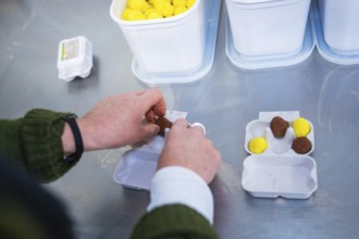 Hands arrange chocolate eggs in a cardboard on a kitchen table, chocolate quail eggs, Easter