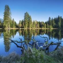 Small lake in the Thuringian Forest under blue sky, tree felled by beaver lying in water, spruce