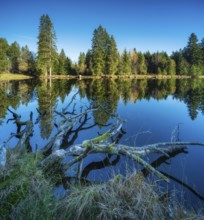 Small lake in the Thuringian Forest under blue sky, tree felled by beaver lying in water, spruce