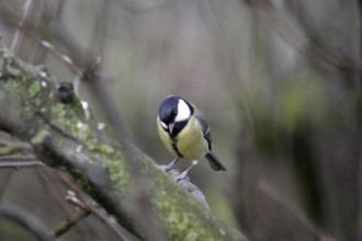 Great tit (Parus major), female, tree, winter, Germany, Hidden between branches the tit sits on a