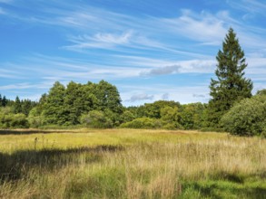 Die Goldwiese, wet meadow under blue sky with beautiful veil clouds, nature reserve in the