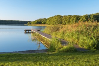 Bathing area with jetty in the reeds in the evening light, Dranser See in the district of