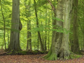 Old beech forest near the Ivenacker Eichen, former Hutewald, Ivenack, Stavenhagen,