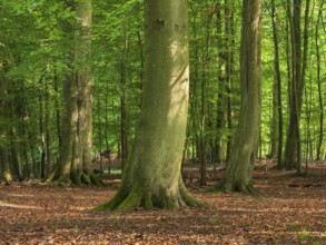Old sunny beech forest near the Ivenacker Eichen, former Hutewald, Ivenack, Stavenhagen,