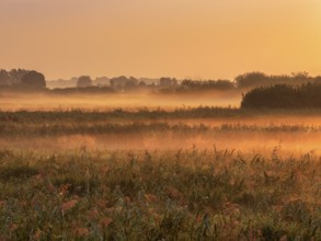 Morning atmosphere in Trebel Valley, morning fog in reeds glowing in the light of the rising sun,