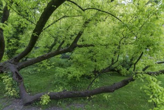 Lying tree with maugreen leaves in the castle park in Lan´cut, formerly Landshut, Poland