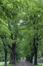 Linden avenue (Tilia) in the castle park in Lancut, formerly Landshut, Poland