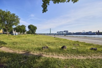 Herbert-Liebertz-Wiese, Rhine river, footpath, lawn, trees, branches, stones, general architecture,