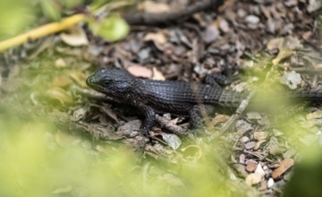 Cordylus niger (Cordylus niger) on the ground, Addo Elephant National Park, Eastern Cape, South