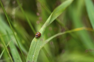 Ladybug on a blade of grass, Addo Elephant National Park, South Africa