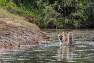 Two spotted hyenas (Crocuta crocuta) bathing in the water, Addo Elephant National Park, Eastern