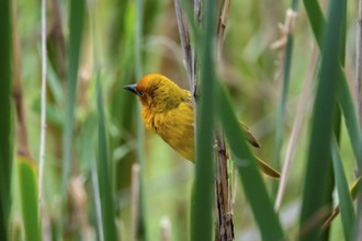Cape Weaver Bird (Ploceus capensis) in the reeds, Addo Elephant Park, South Africa