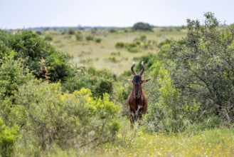 Hartebeest (Alcelaphus buselaphus), Addo Elephant National Park, South Africa
