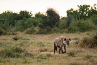 Spotted hyena (Crocuta crocuta), Addo Elephant National Park, Eastern Cape, South Africa
