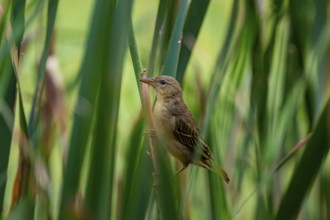 Female weaverbird (Ploceidae) in the reeds, Addo Elephant Park, South Africa