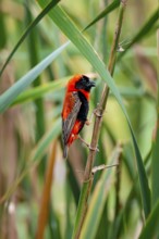 Young oryx weaver (Euplectes orix) in the reeds, Addo Elephant Park, South Africa