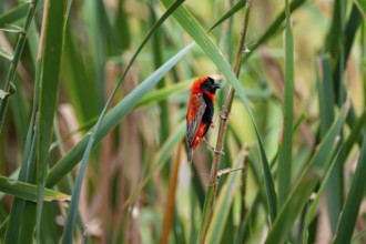 Young oryx weaver (Euplectes orix) in the reeds, Addo Elephant Park, South Africa