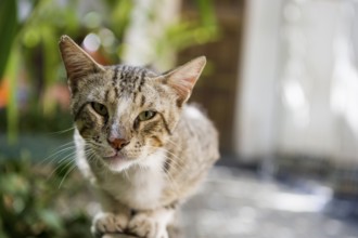 Cat with pointed ears, souk, Marrakech, Morocco