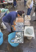 Fish Market, Catania, Catania province, Sicily, Italy