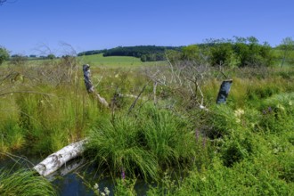 Moor, swamp meadows, Herrgottsried, near Eckhalden, Upper Swabia, Swabia, Baden-Württemberg,