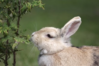 Domestic rabbit (Oryctolagus cuniculus domestica), garden, eating, side profile, The rabbit sniffs