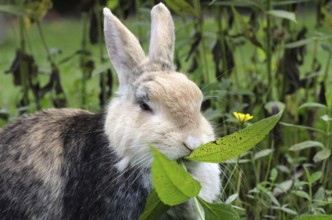Domestic rabbit (Oryctolagus cuniculus domestica), portrait, garden, eating, The rabbit eats