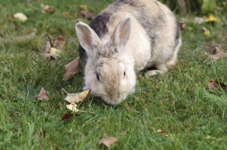 Domestic rabbit (Oryctolagus cuniculus domestica), garden, eating, The rabbit scavenges fresh grass