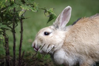 Domestic rabbit (Oryctolagus cuniculus domestica), garden, eating, twig, The rabbit nibbles on the